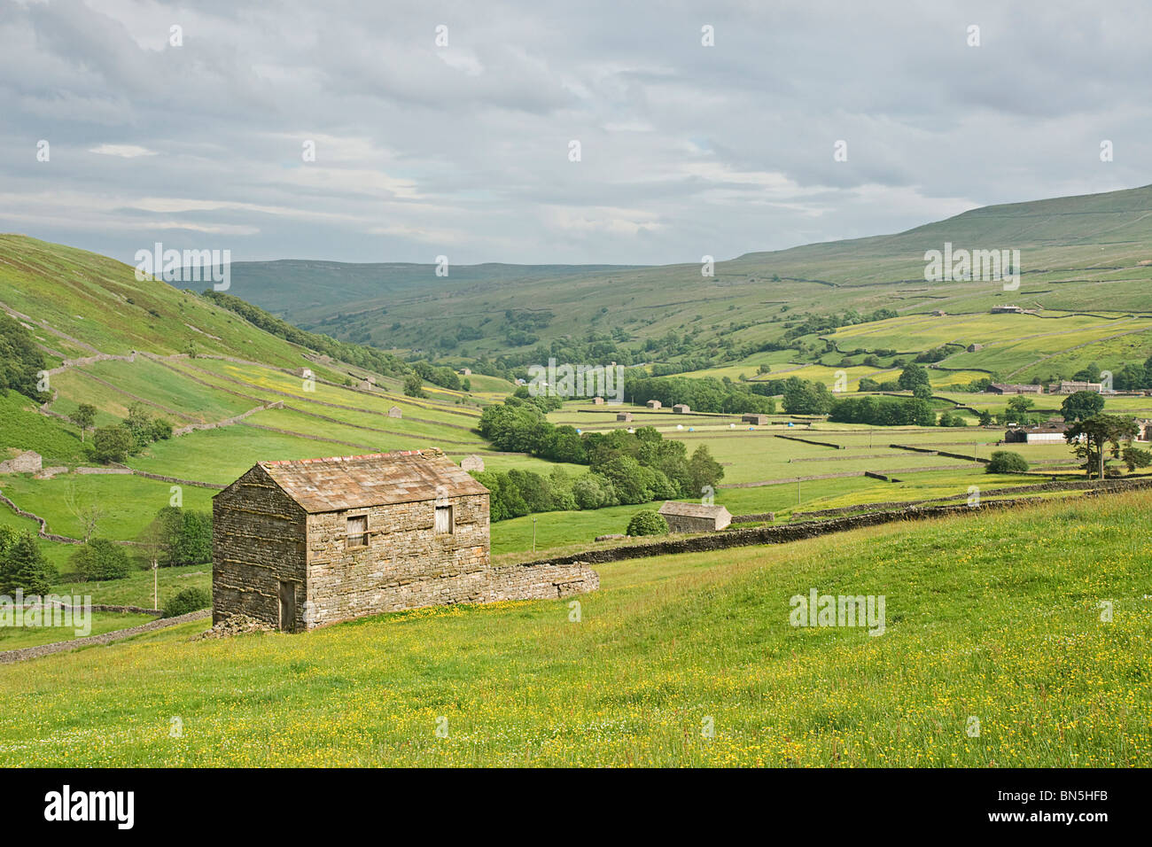 Swaledale superiore. Foto scattata da sopra Thwaite. Il campo mostra la stalla e prati da fieno caratteristica della zona a metà estate. Foto Stock