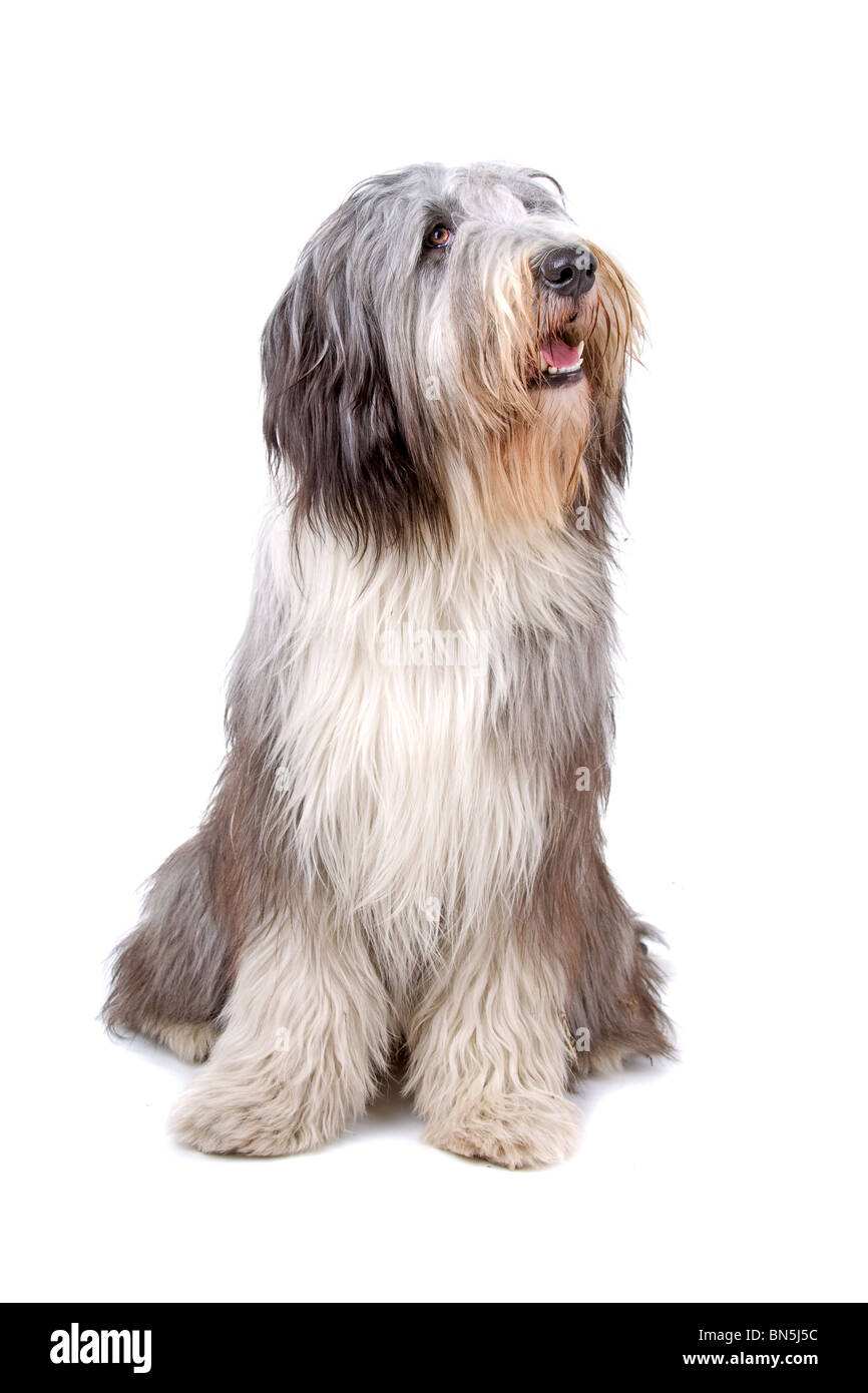 Collie barbuto noto anche come Highland collie, Mountain collie isolato su uno sfondo bianco Foto Stock