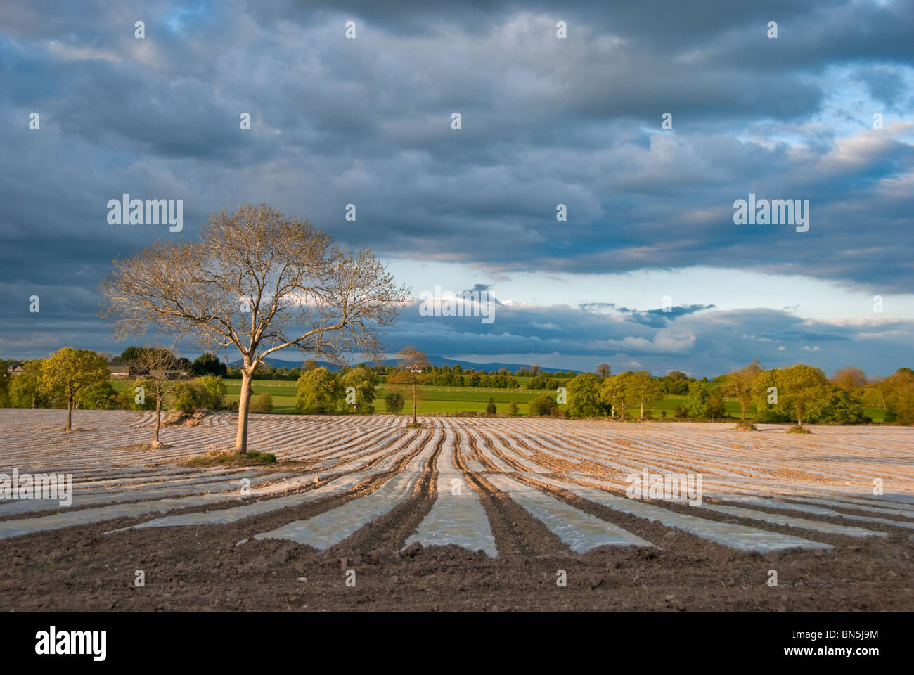 Un nuovo impianto di campo di mais. Foto Stock