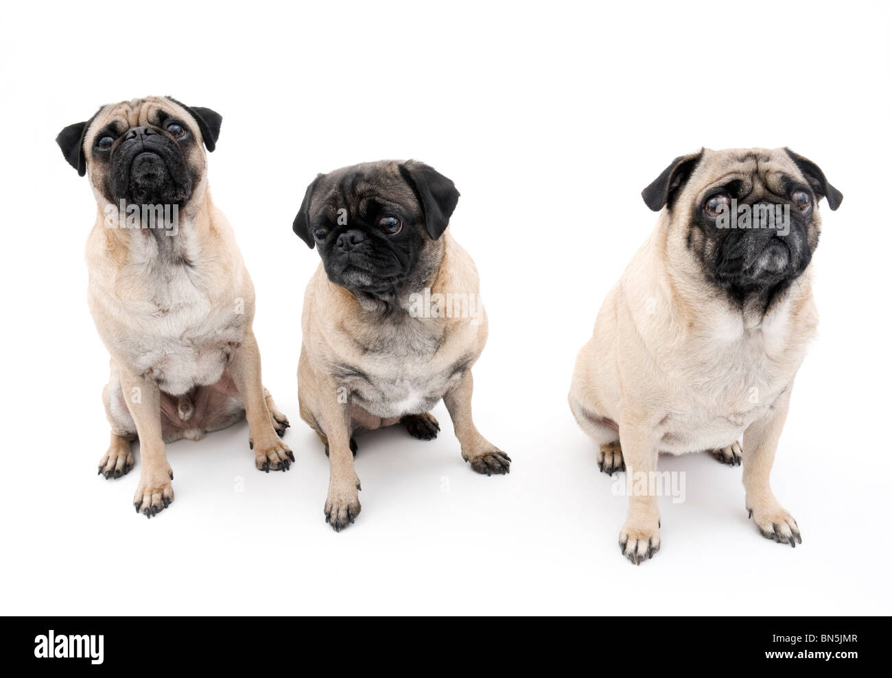 Tre Pugs isolati su sfondo bianco. Foto Stock