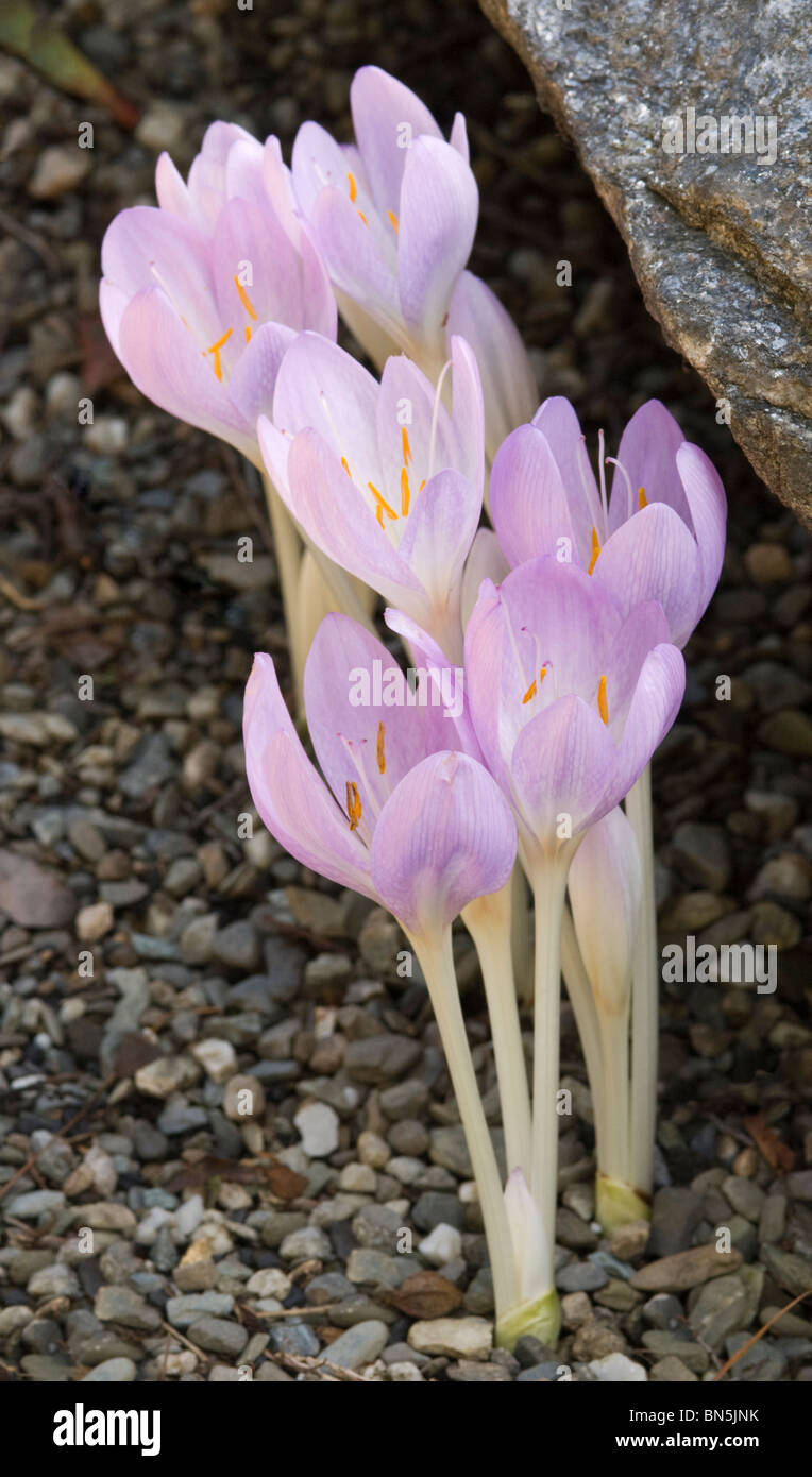 Il croco d'autunno - COLCHICUM CILICICUM Foto Stock