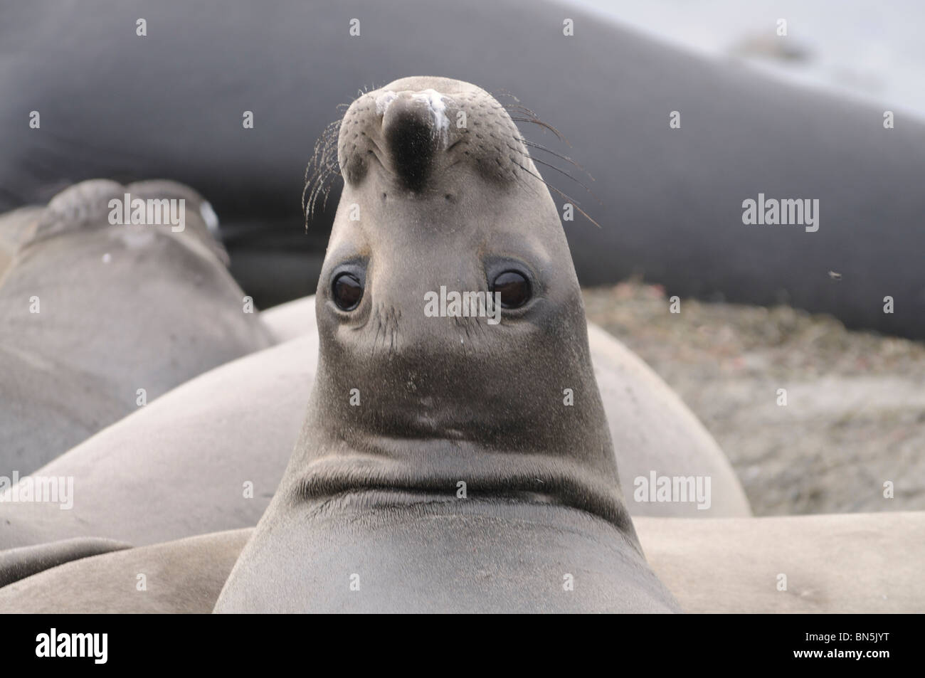 Foto di stock di una femmina di elefante guarnizioni guardando indietro sopra la sua spalla, sulla riva a Ano Nuevo, California. Foto Stock