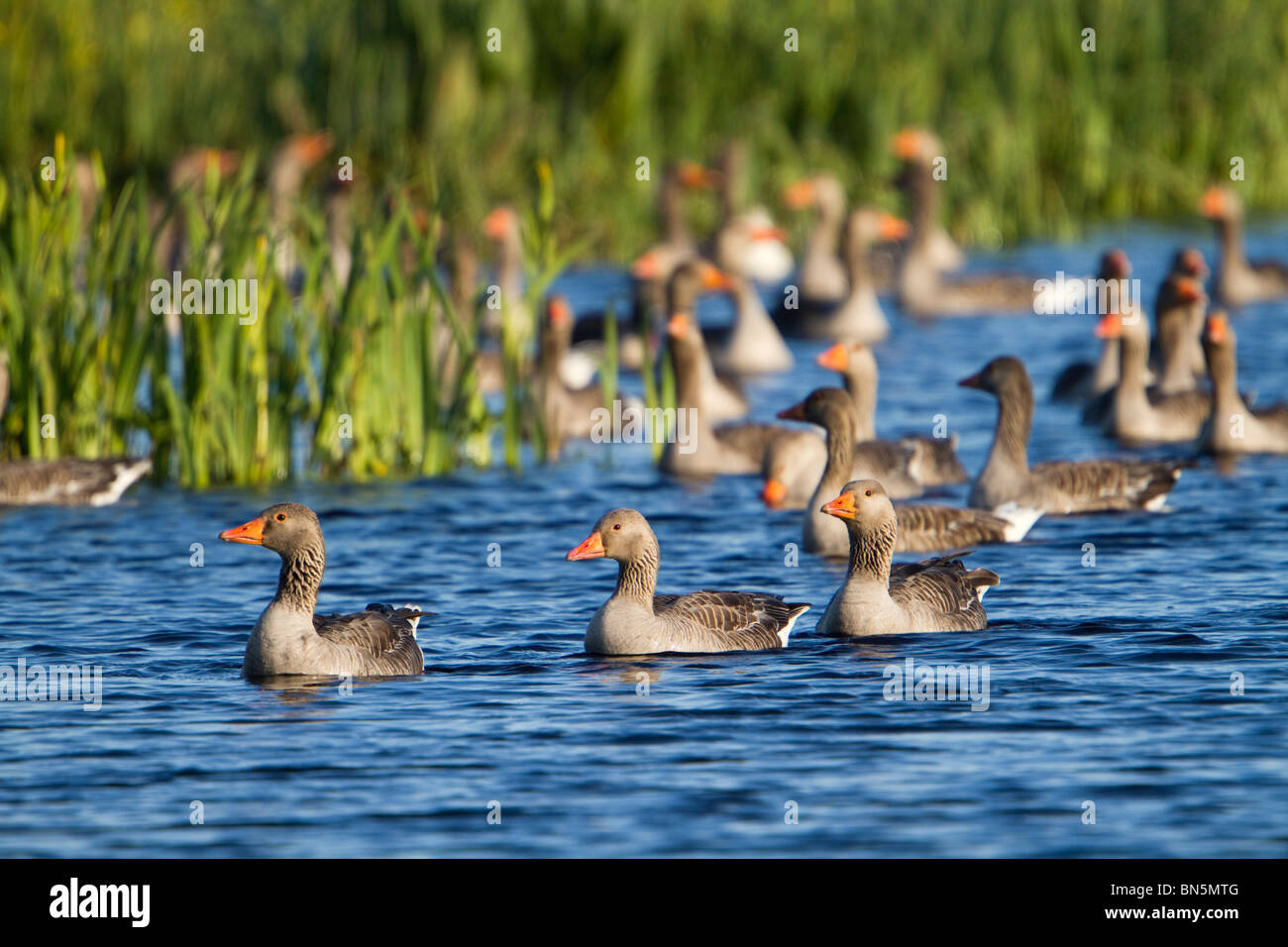 Graylag oche; Anser anser; gregge sul lago; Texel; Paesi Bassi Foto Stock