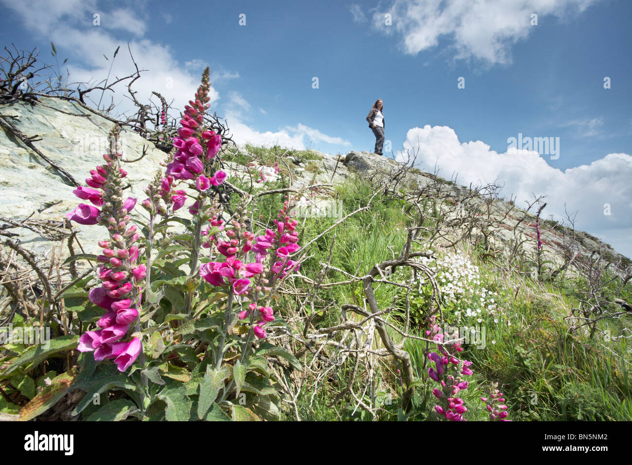 Fiori selvatici che crescono in un paesaggio bruciato, persona guardando dalla sommità della collina in distanza, Wales, Regno Unito Foto Stock