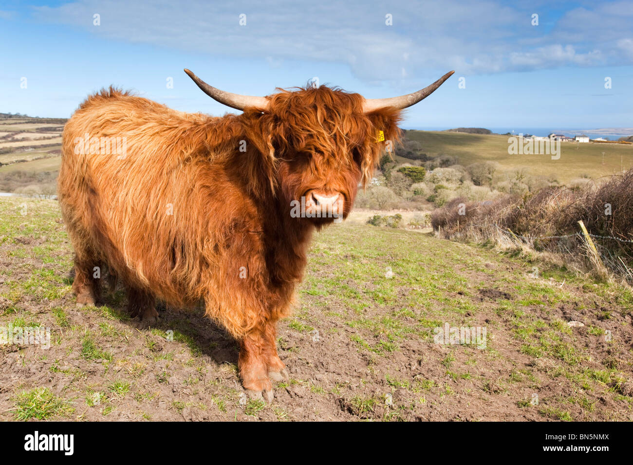 Highland vacca; Trencrom vicino a St Ives; Cornovaglia dal sentiero pubblico Foto Stock