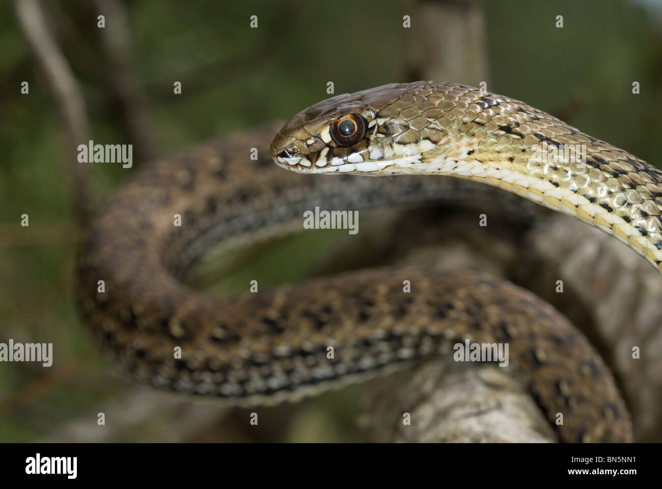 Il novellame di Montpelier snake (Malpolon monspessulanum) Foto Stock