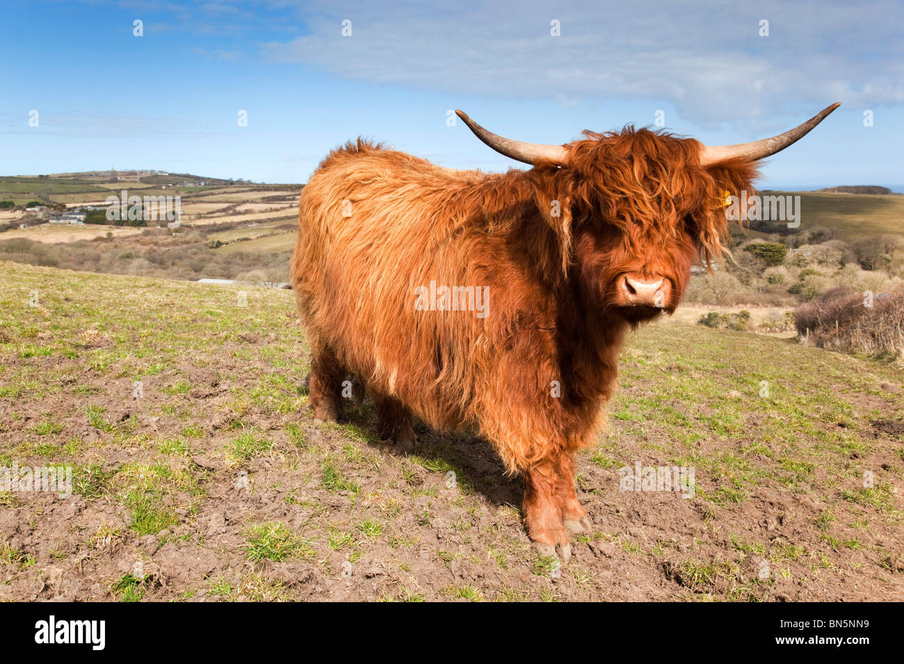 Highland vacca; Trencrom vicino a St Ives; Cornovaglia dal sentiero pubblico Foto Stock