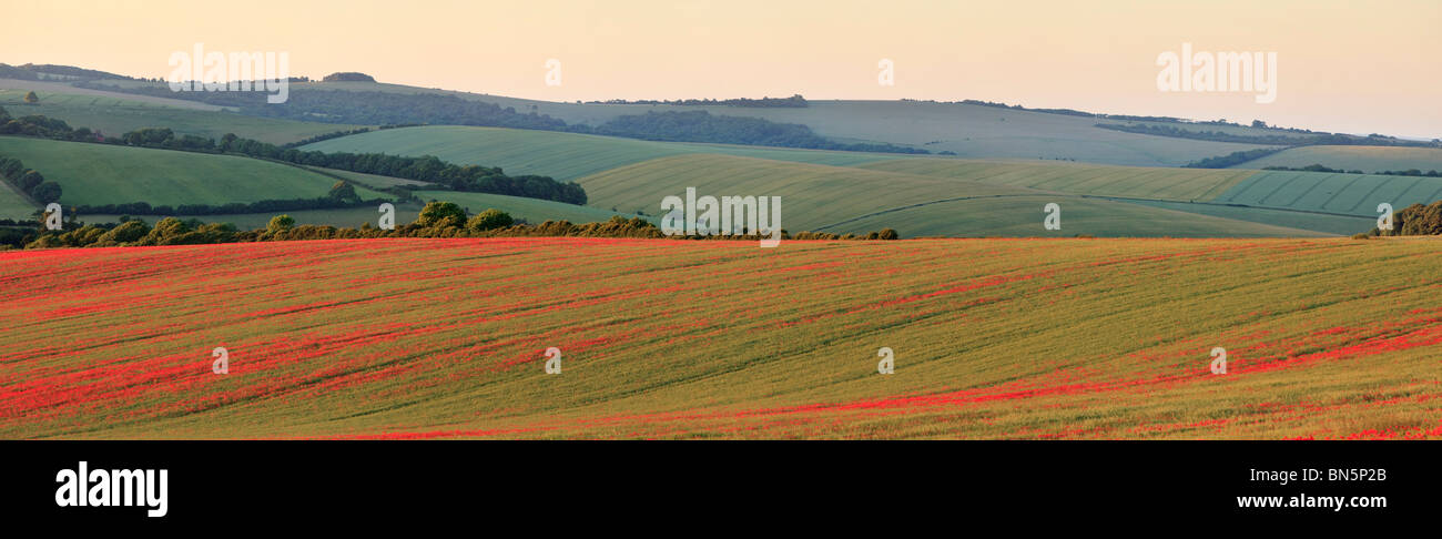 Campo di rotolamento di papaveri, serata estiva,South Downs, guardando verso il cappuccio nero sul South Downs, East Sussex, England, Regno Unito Foto Stock