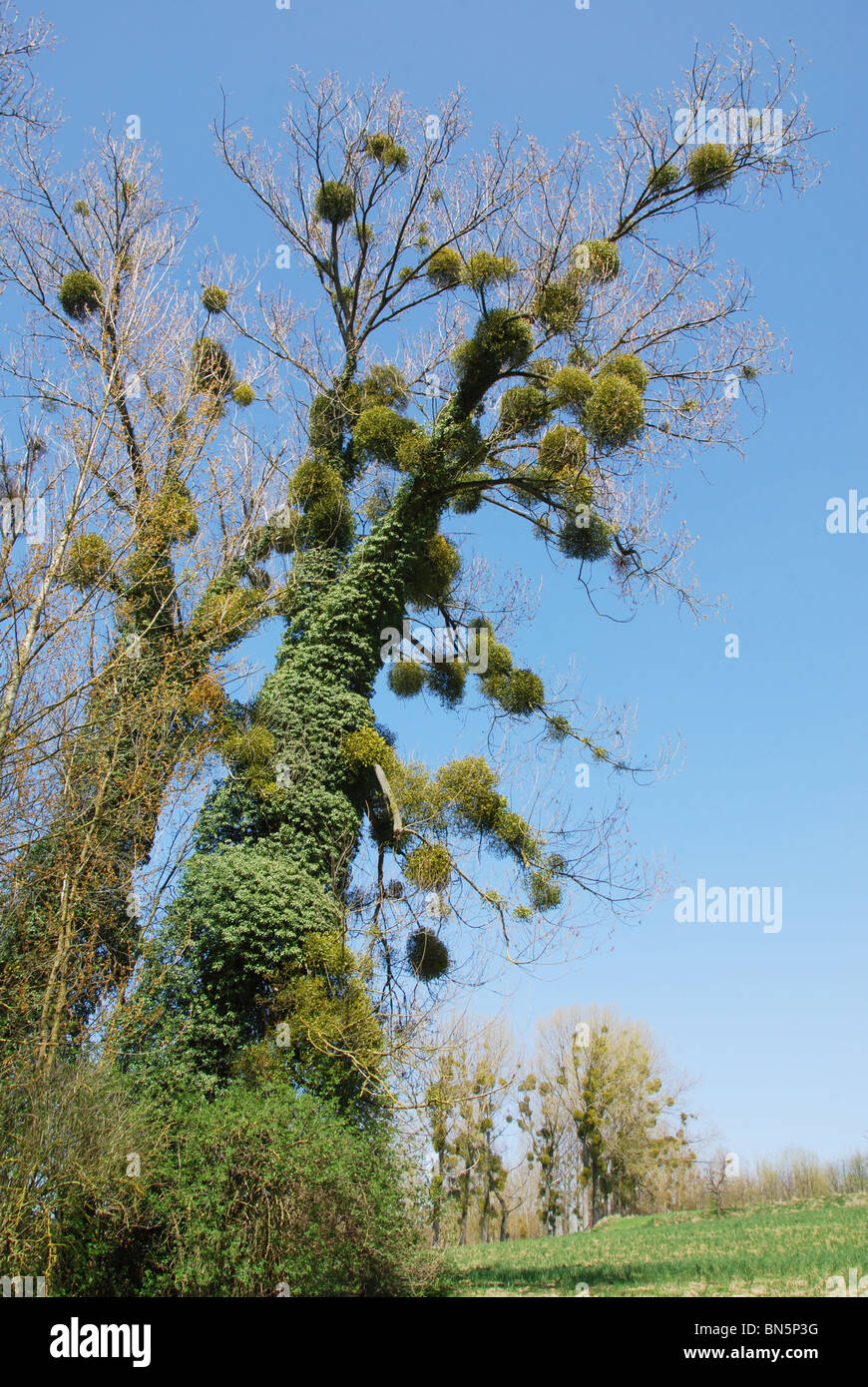 Albero di quercia con vischio europeo Hesbaye Belgio Foto Stock