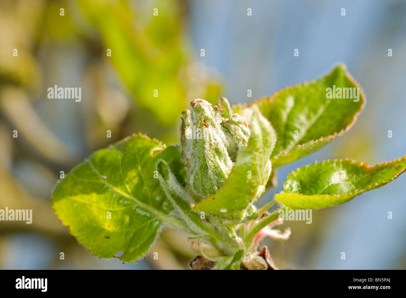 Giovani boccioli di apple culinaria Foto Stock