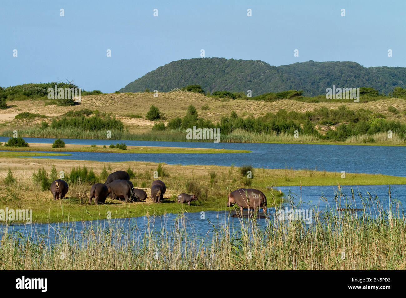 Pod di ippopotamo sulle rive di estuario Foto Stock