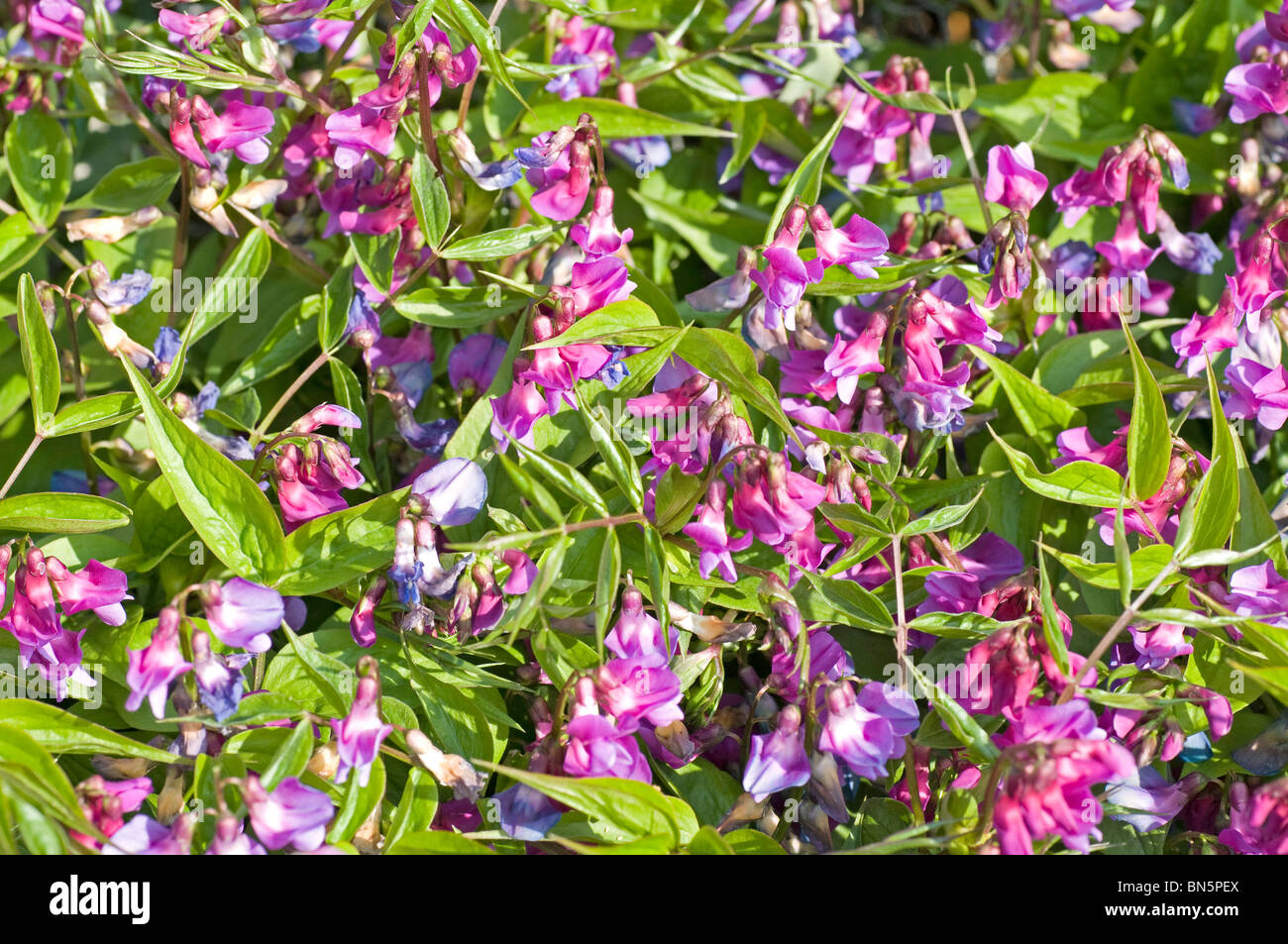 Grumo di fioritura della piccola perenne sweetpea, Lathyrus vernus Foto Stock
