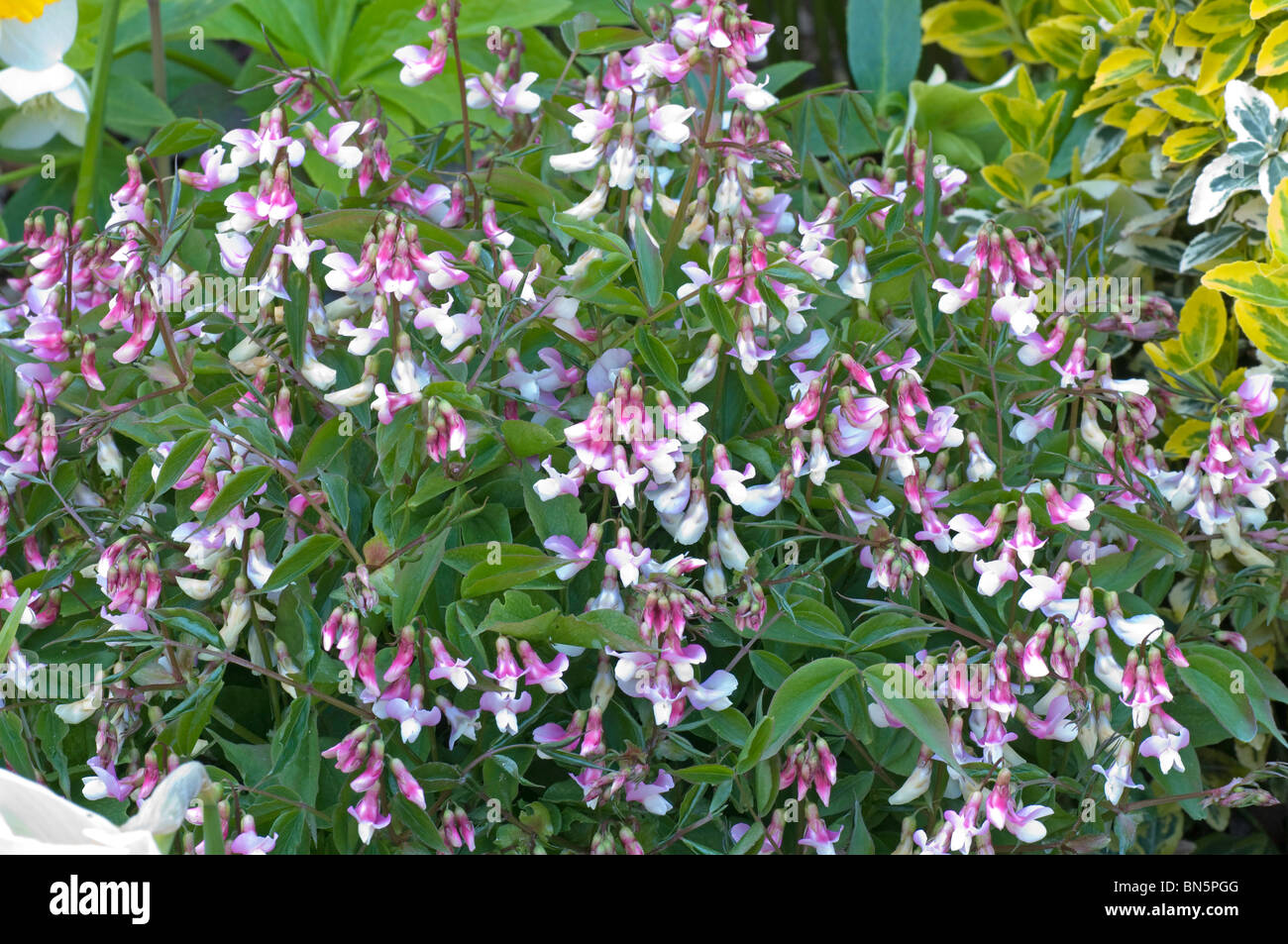 Grumo di fioritura della piccola perenne sweetpea, Lathyrus vernus f. roseus Foto Stock