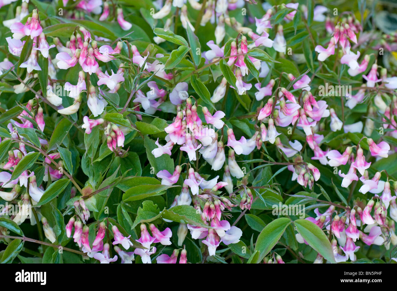 Grumo di fioritura della piccola perenne sweetpea, Lathyrus vernus f. roseus Foto Stock