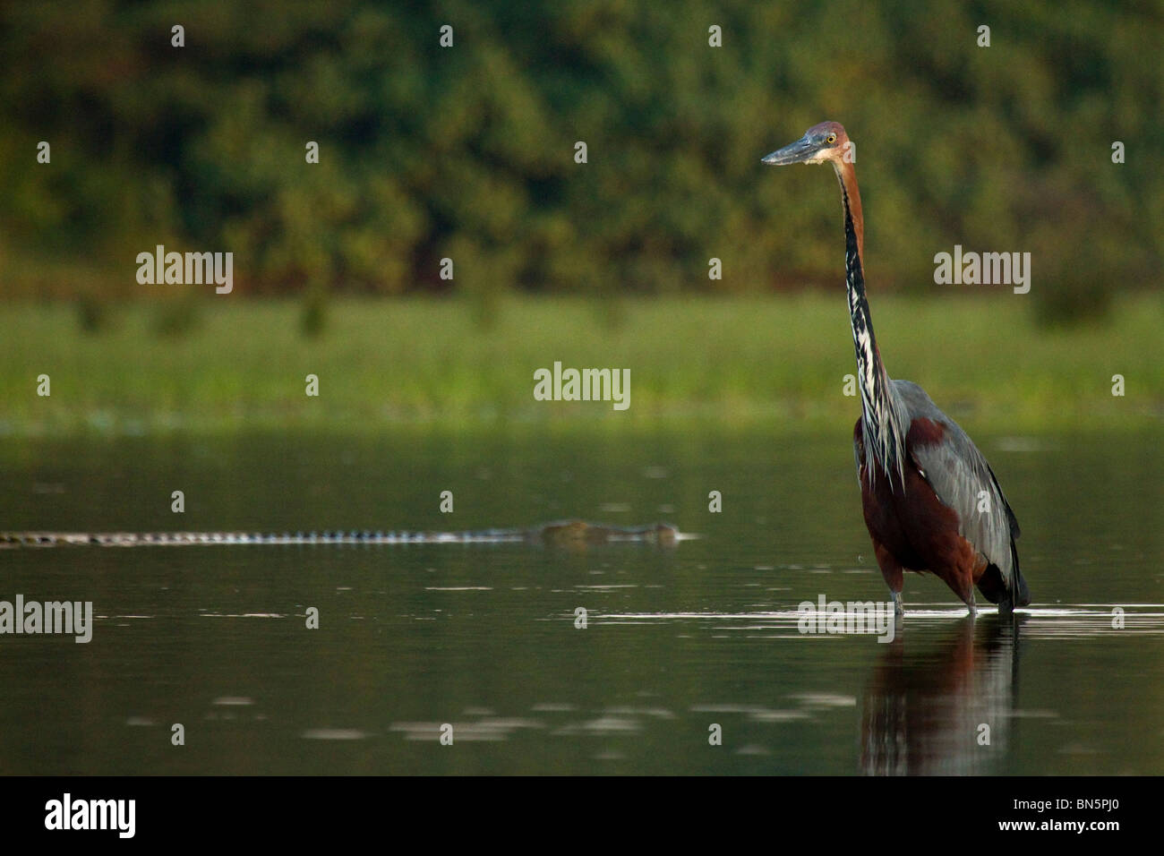 Golia airone di pesca in Saint Lucia estuary con coccodrillo del Nilo nuoto dietro Foto Stock