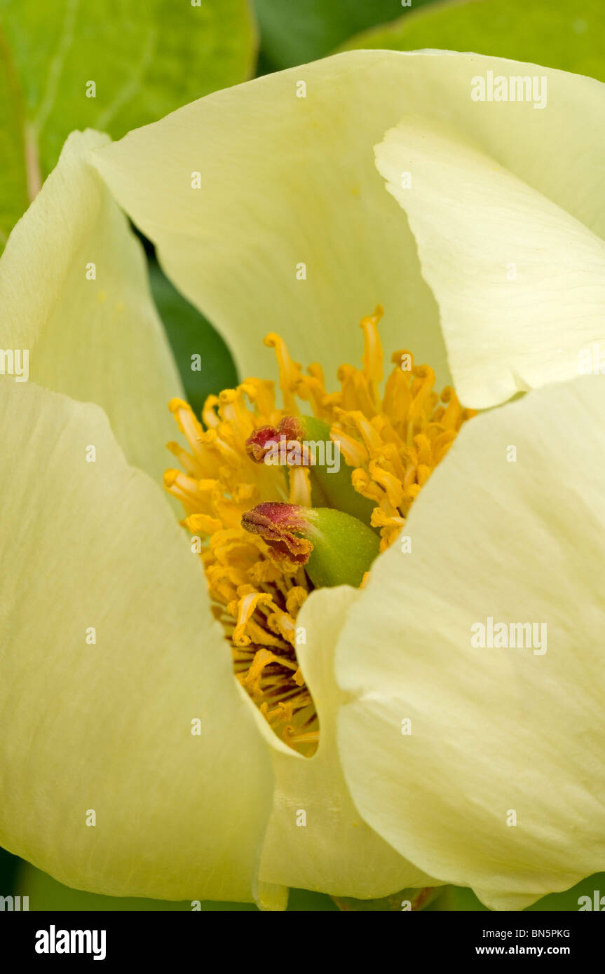 Unico aperto giallo pallido fiore di Paeonia steveniana Foto Stock
