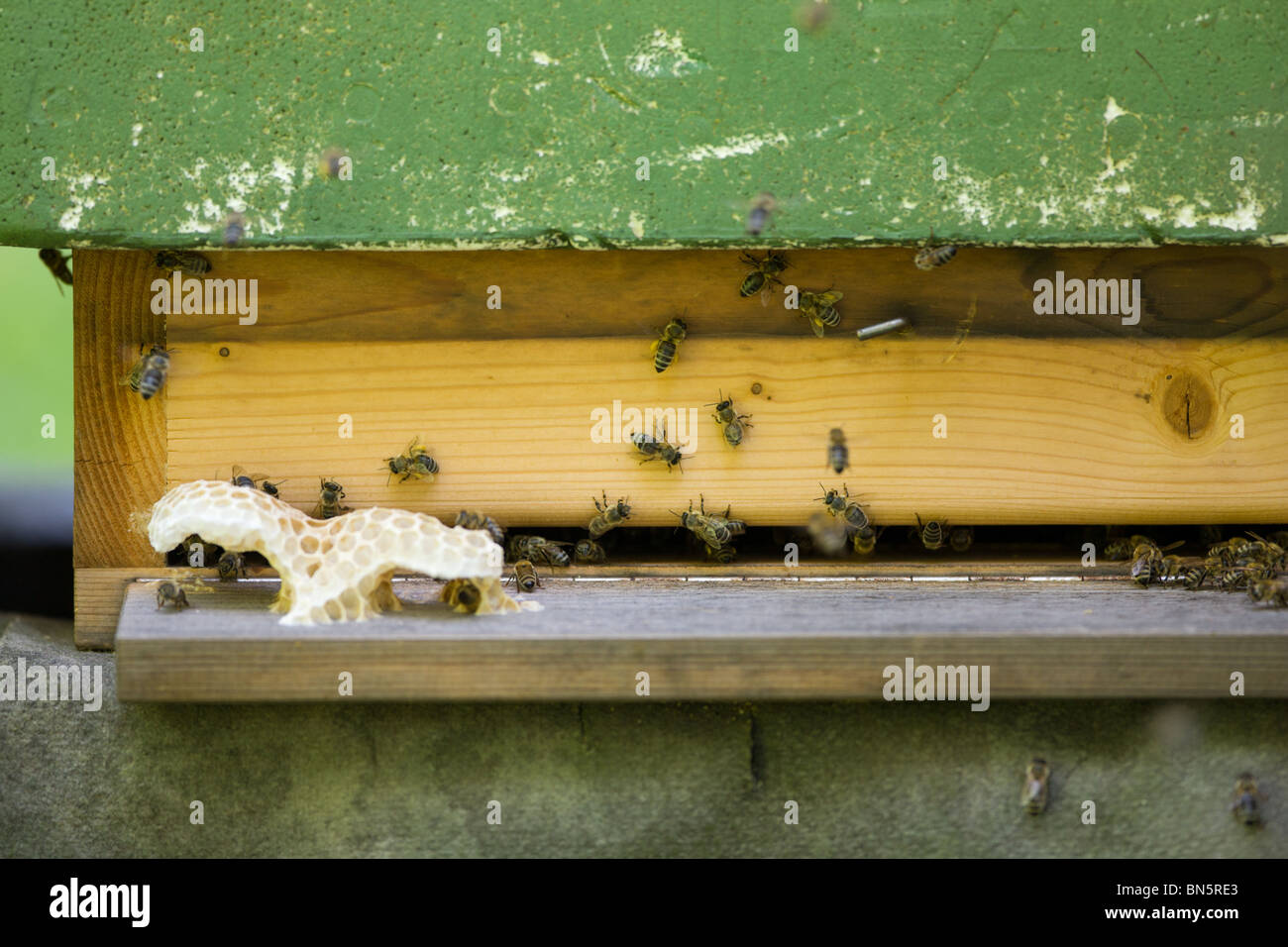 Alveare con le api mellifere Foto Stock
