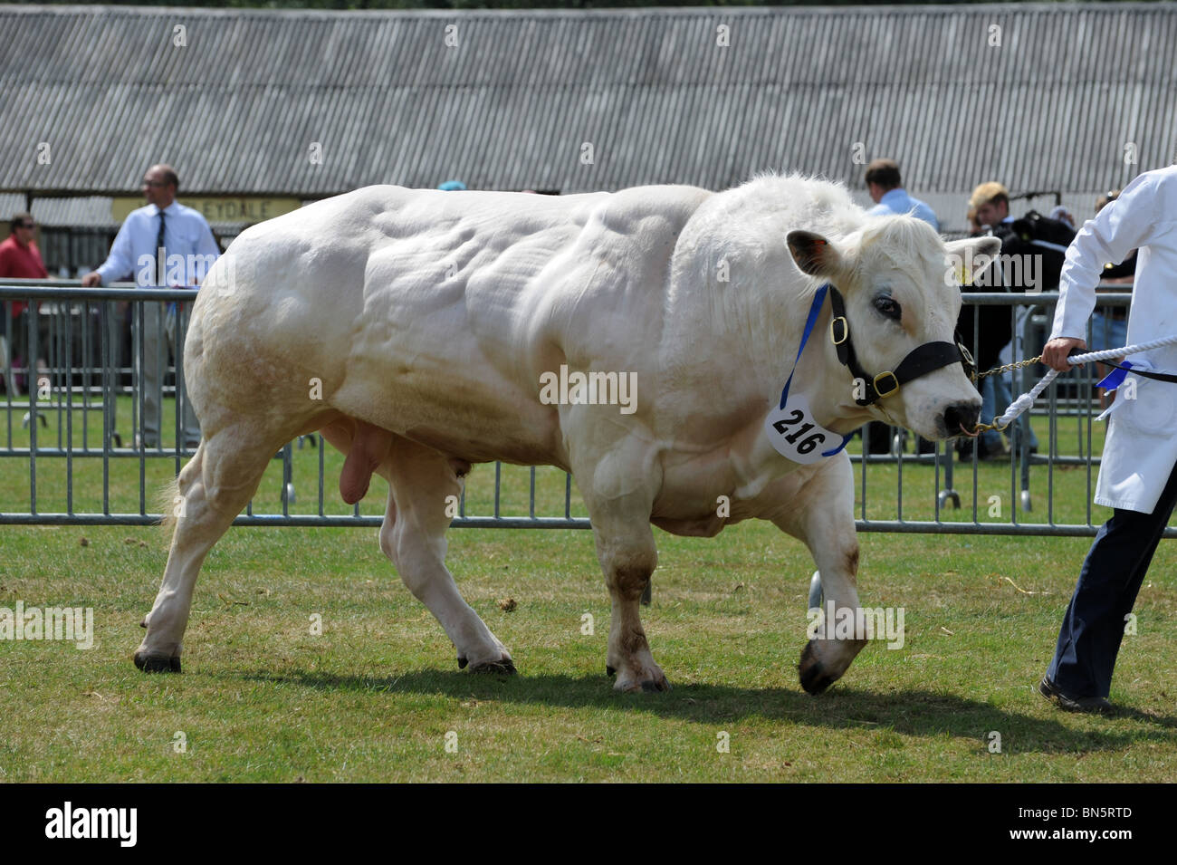 Belga Blue bull bovini Shropshire County Visualizza Foto Stock