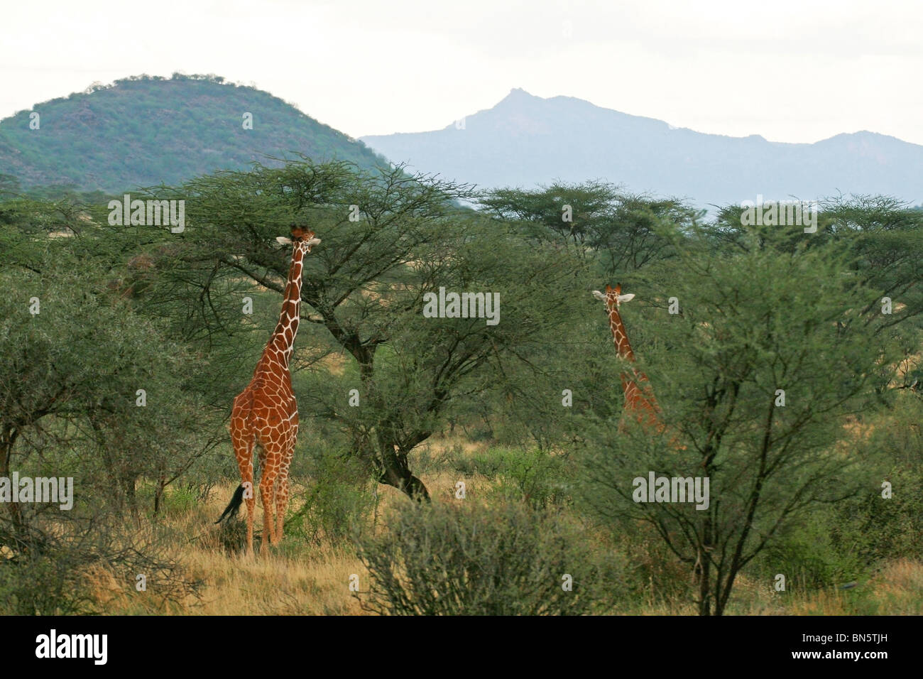 Le Giraffe reticolate di mangiare le foglie da alberi d'acacia. La foto è stata scattata in Samburu Game Reserve, Kenya, Africa orientale. Foto Stock