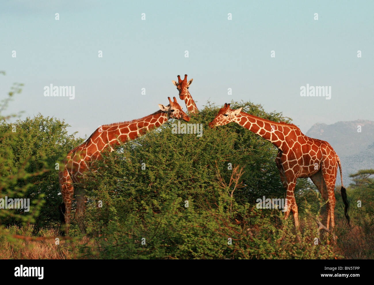 Le Giraffe reticolate di mangiare le foglie da alberi d'acacia. La foto è stata scattata in Samburu Game Reserve, Kenya, Africa orientale. Foto Stock