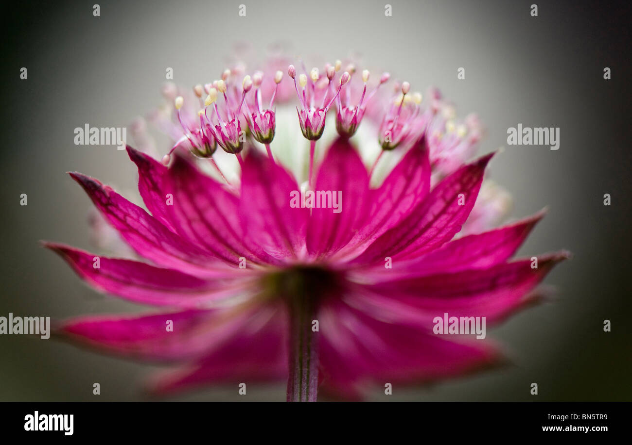 Il delicato fiore di Astrantia major "Claret" - Masterwort Foto Stock