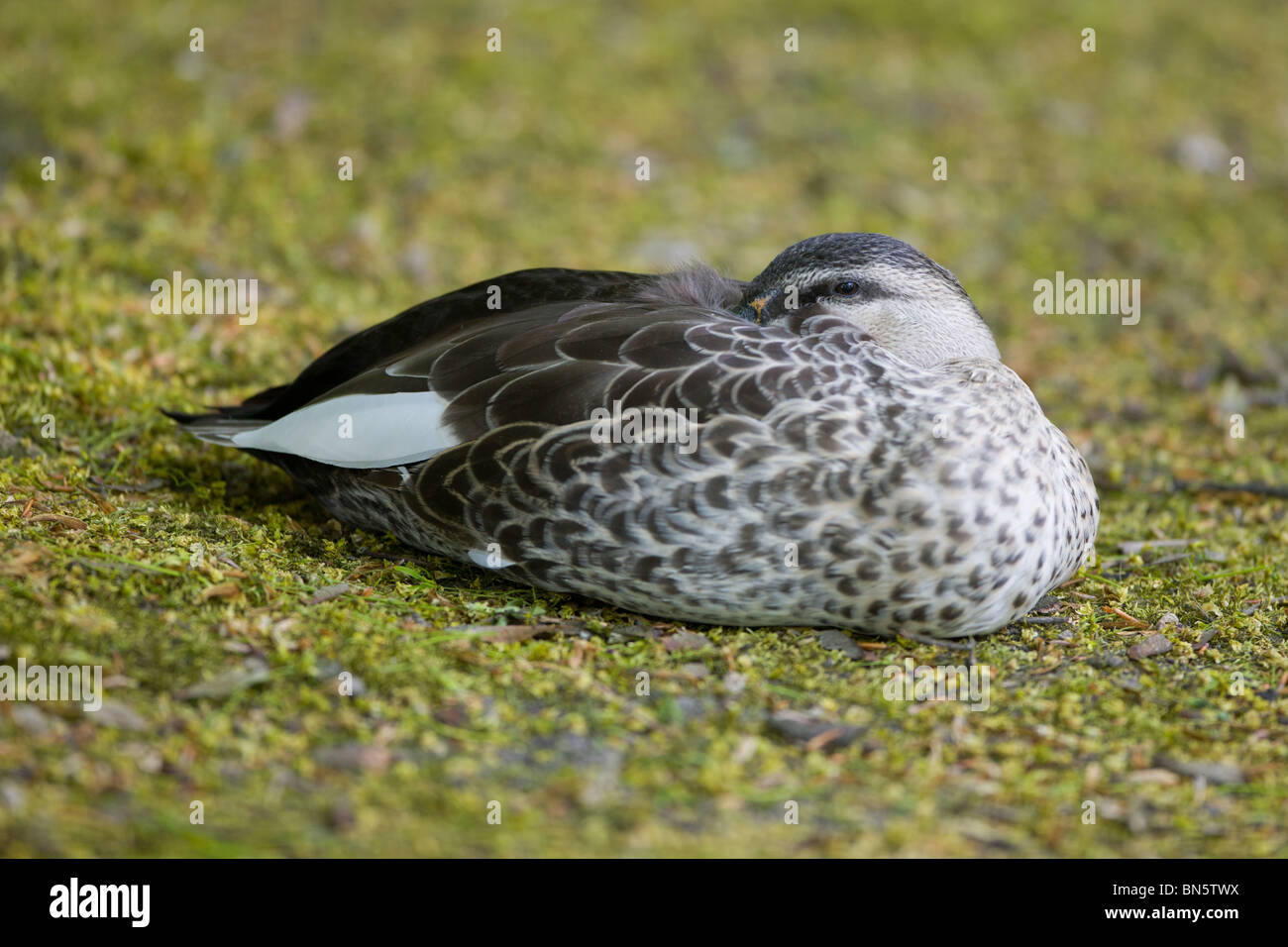 Spot indiano fatturati o anatra Spotbill - Anas poecilorhyncha Foto Stock