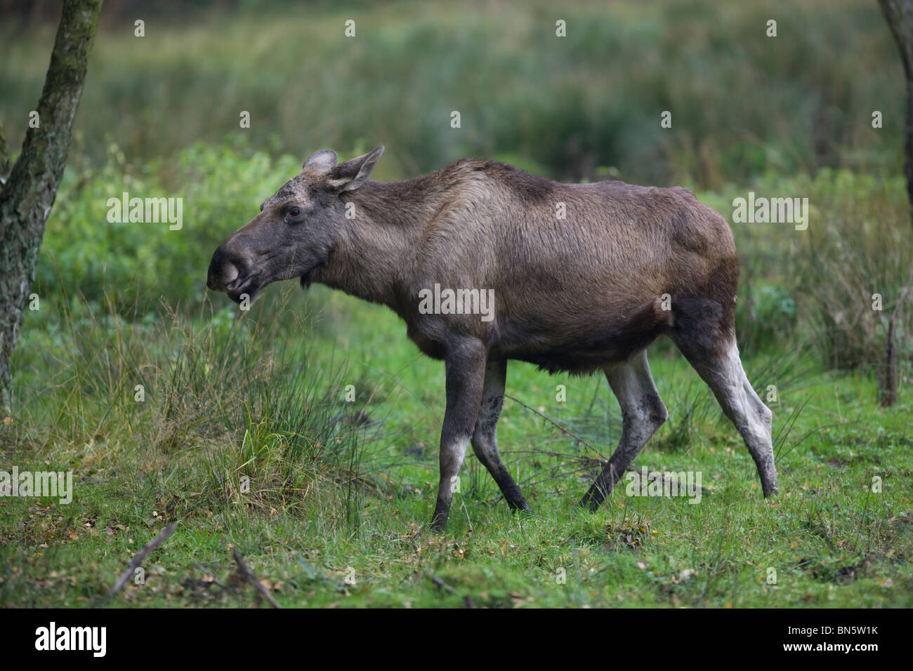 Alci o Elk - Alces alces Foto Stock