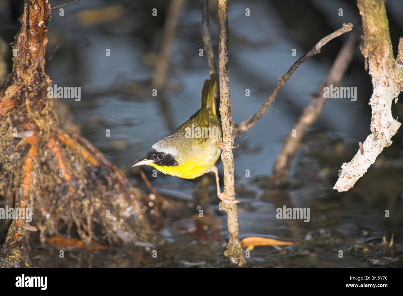 Yellowthroat comune Geothlypis trichas maschio adulto arroccato su ramoscello alla penisola di Zapata, Repubblica di Cuba a marzo. Foto Stock