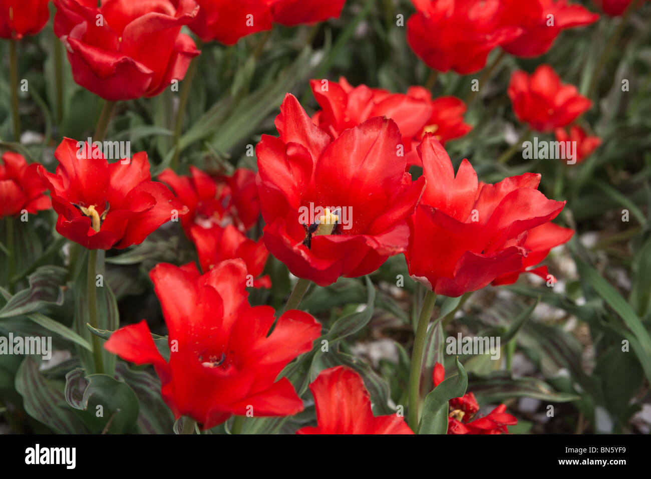 Tulip Time festival Olanda olandese Michigan negli Stati Uniti letto di fiori Cappucccetto Rosso tulipani in fiore ad alta risoluzione Foto Stock