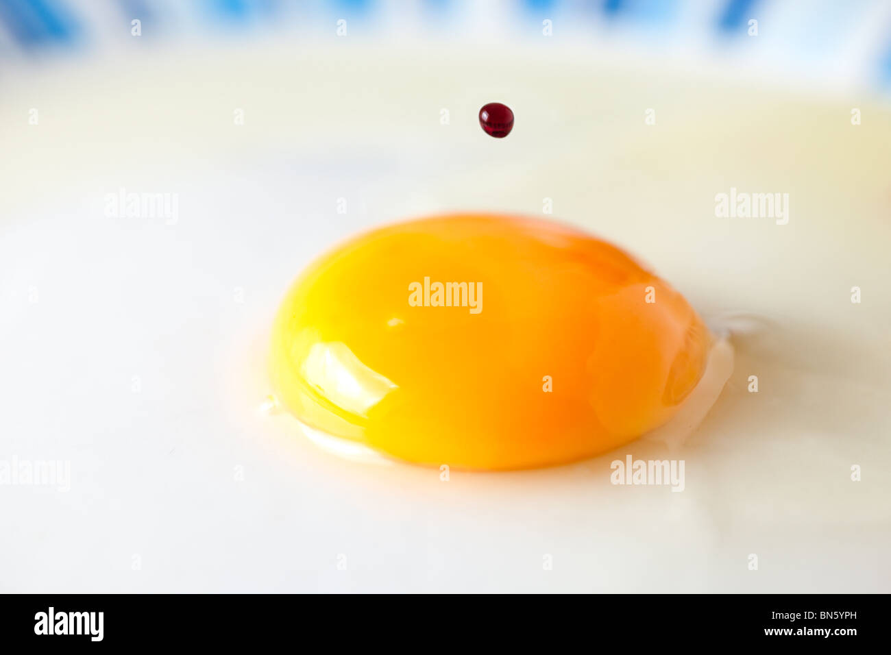 Tuorlo d'uovo con la goccia di sangue Foto Stock