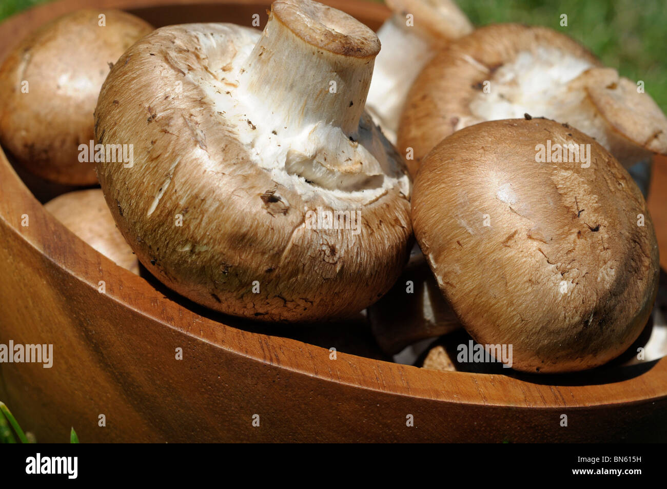 Rosolare i funghi nel recipiente. Foto Stock