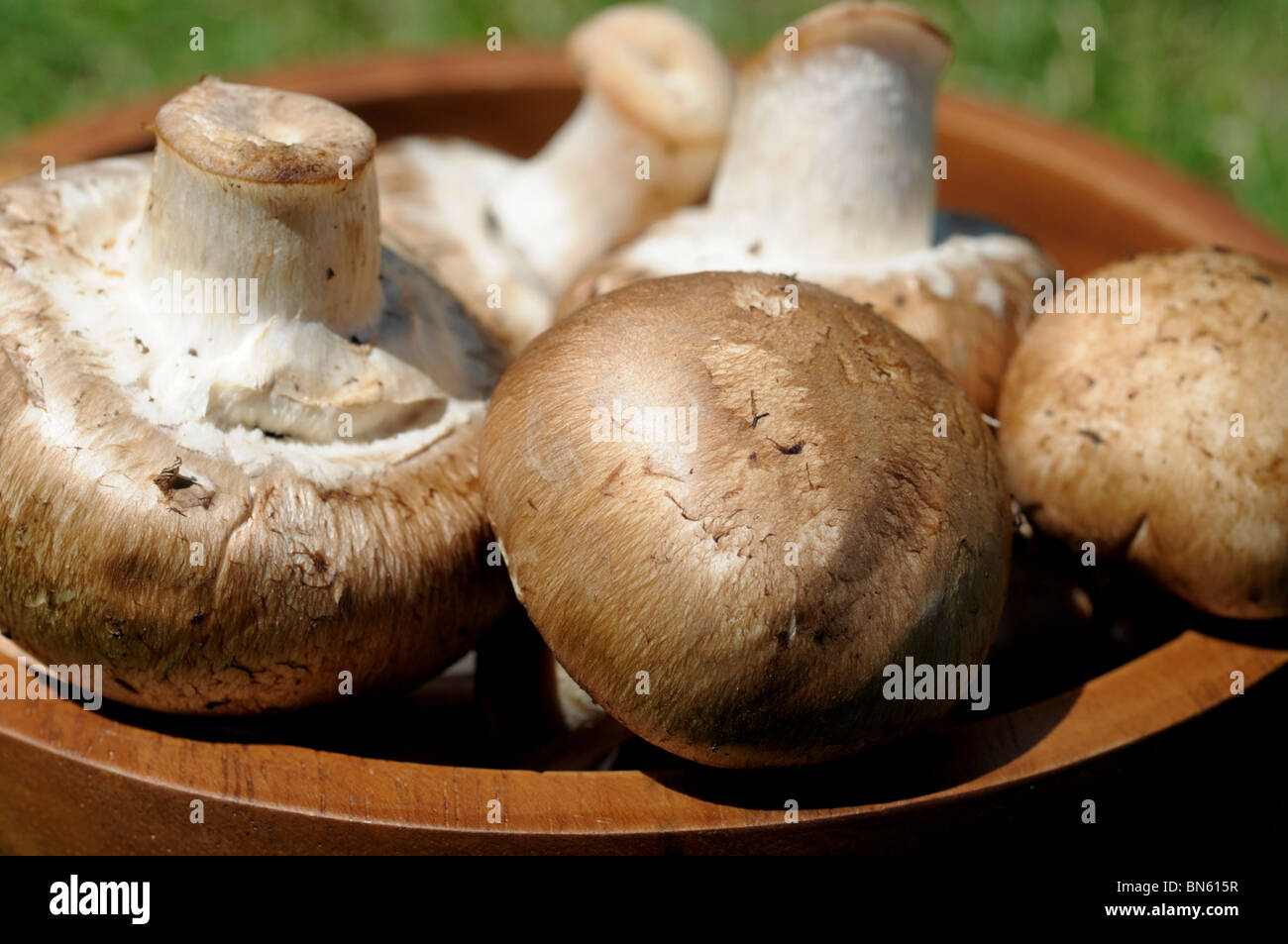 Rosolare i funghi nel recipiente. Foto Stock