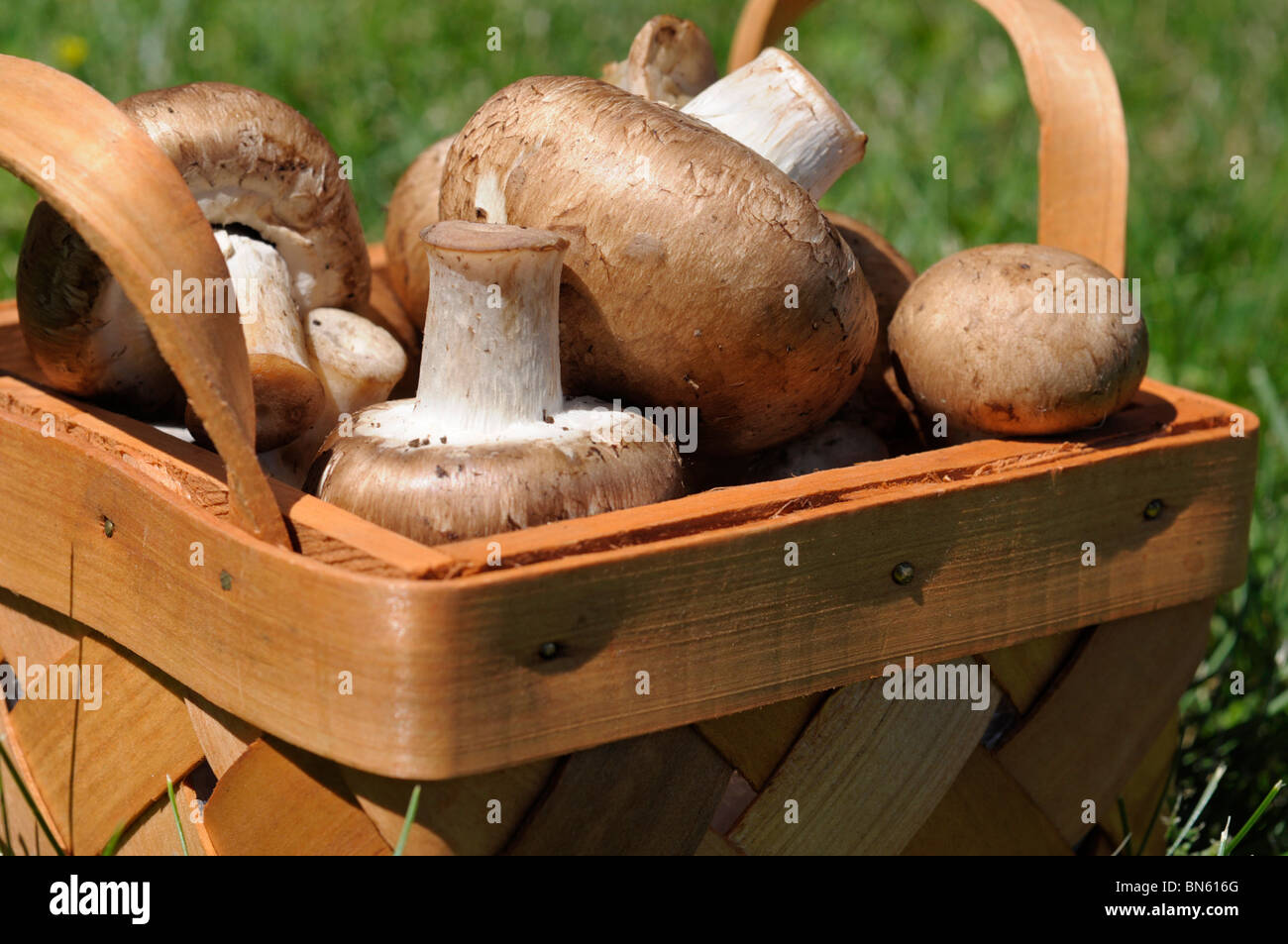 Funghi marrone nel cestello. Foto Stock