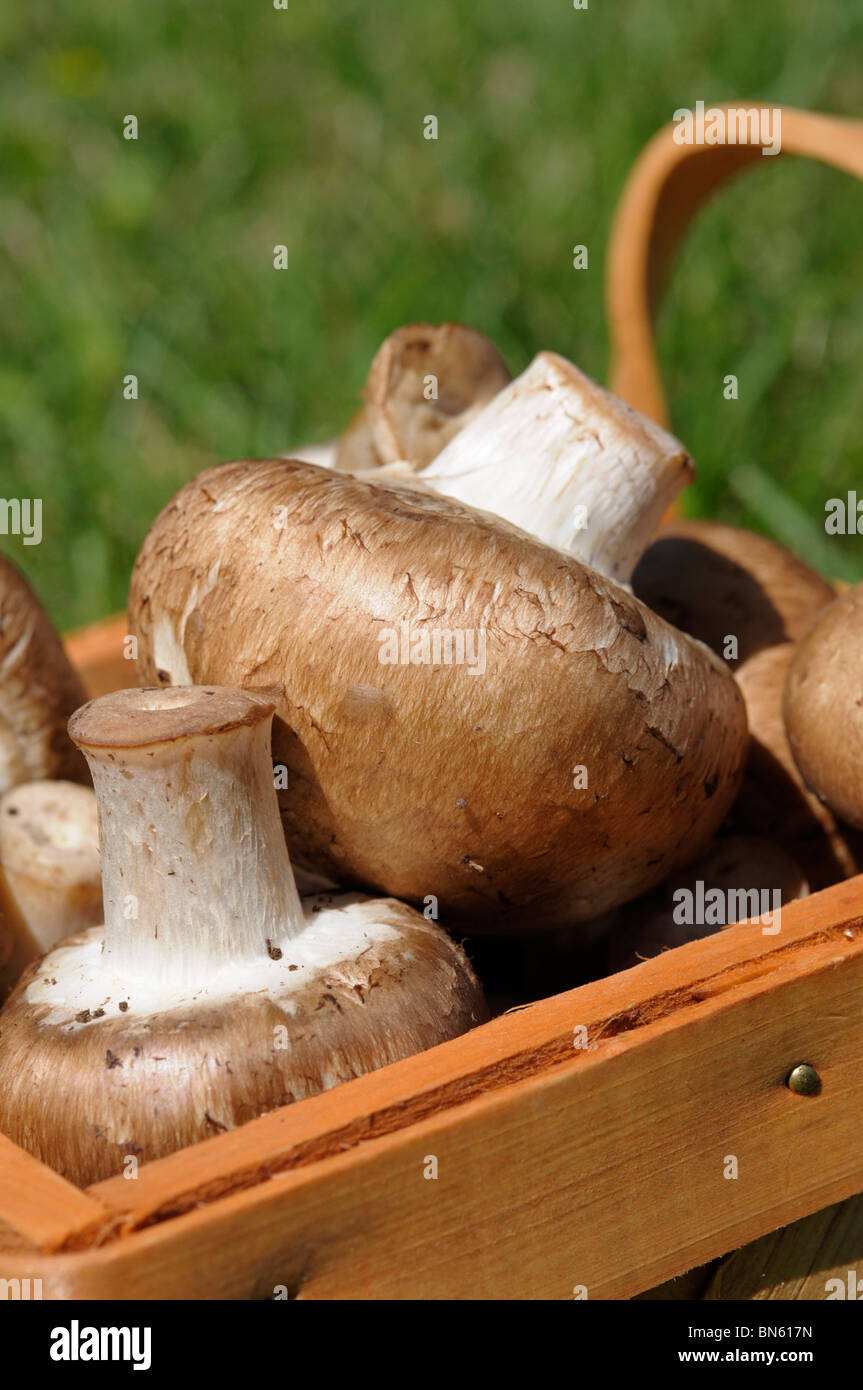 Funghi marrone nel cestello. Foto Stock