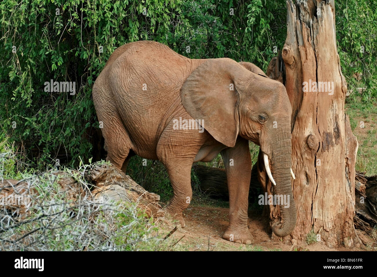 Elephant camminando nelle giungle di Samburu riserva nazionale, Kenya Africa Foto Stock