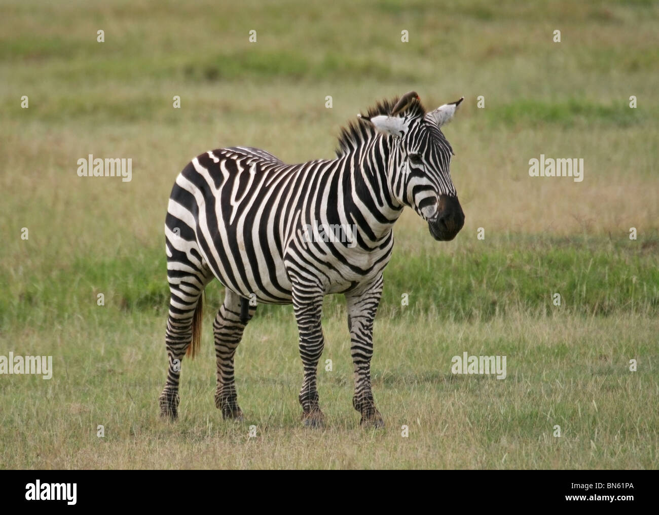 Le pianure Zebra ritratto preso in Lake Nakuru riserva nazionale, Kenya, Africa orientale Foto Stock