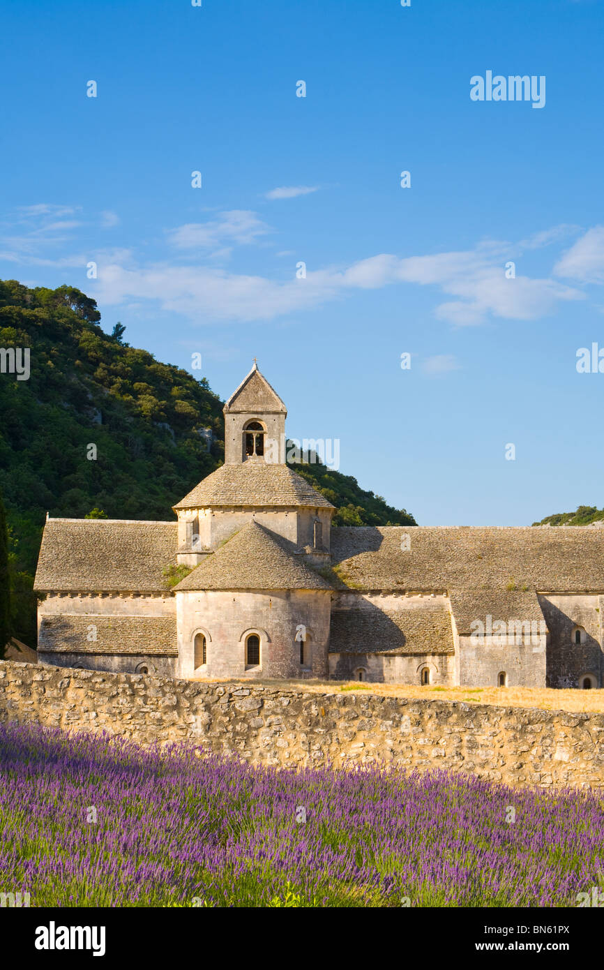 Senaque Abbey & campi di lavanda (Abbaye de Senanque), Gordes, Provenza, Francia Foto Stock