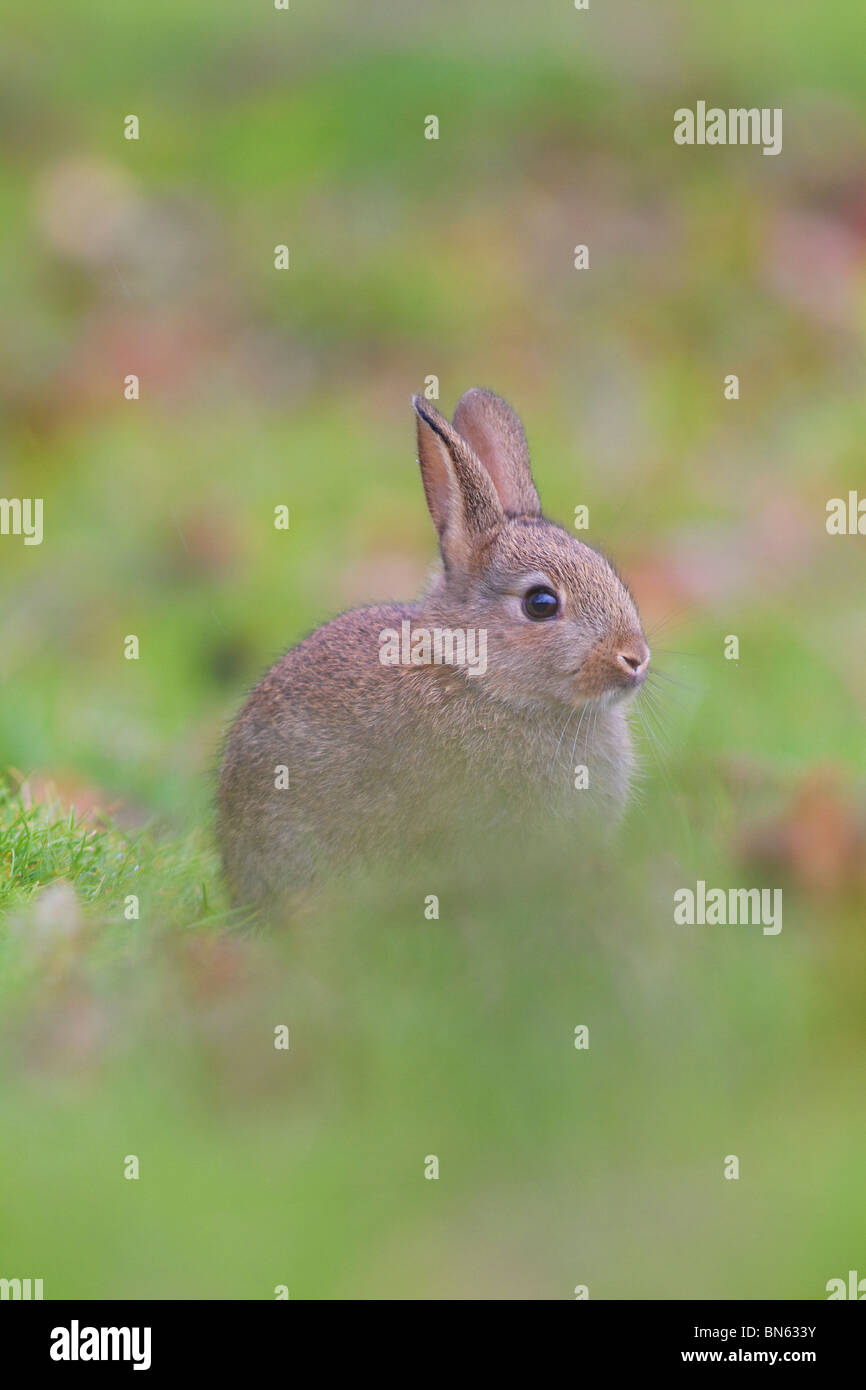 Baby bunny coniglio seduto in erba Foto Stock