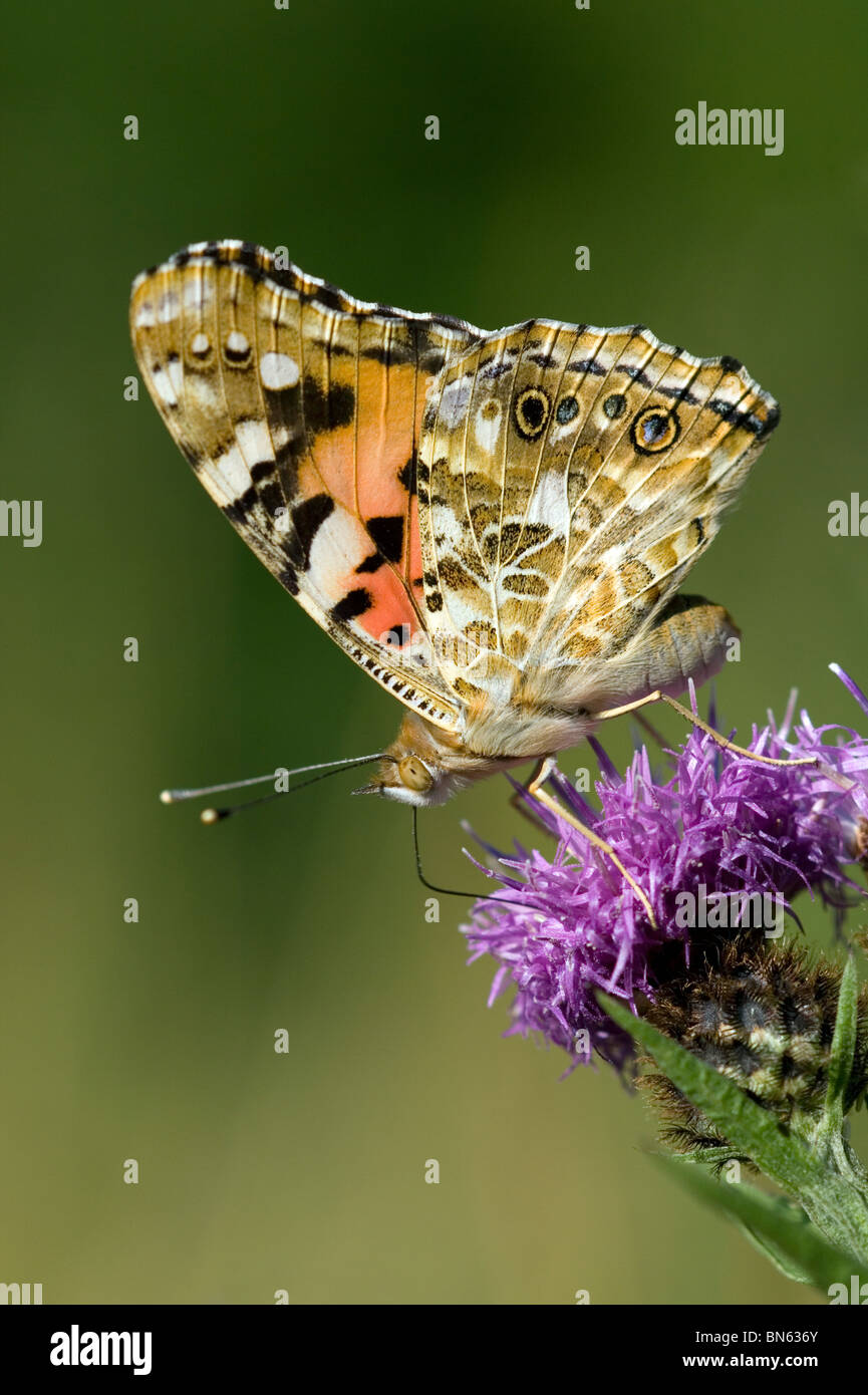 Dipinto di lady (Cynthia cardui) Foto Stock