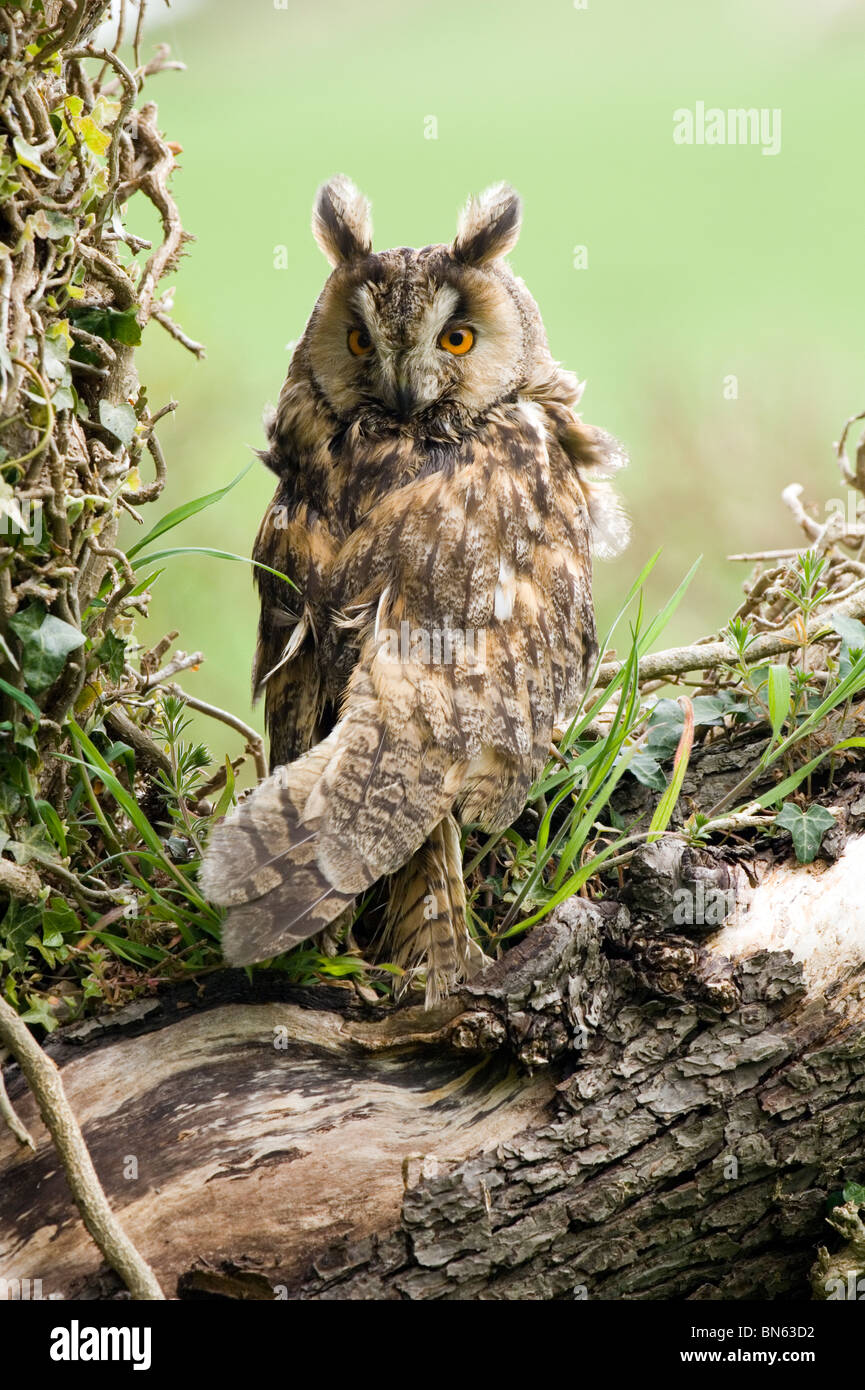 Gufo comune (Asio otus) Foto Stock