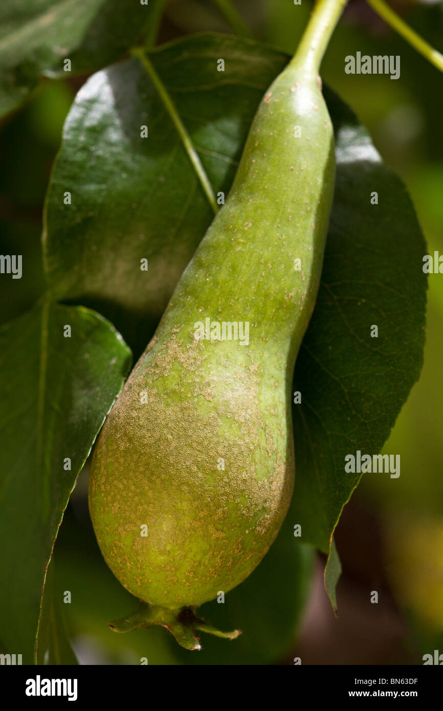 Pera crescente su albero Foto Stock