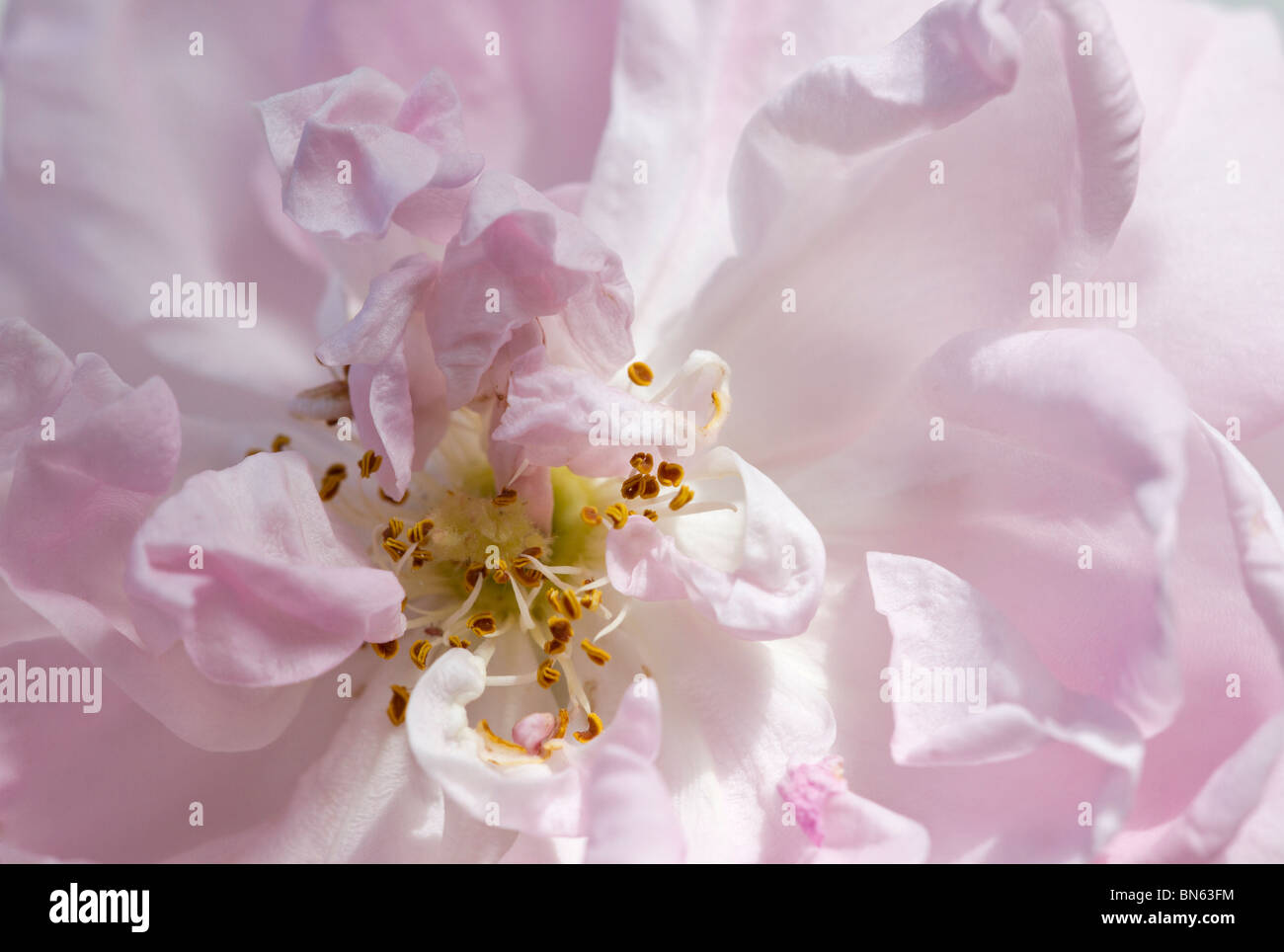 Close up di rosa ad arbusto Maiden's arrossire Foto Stock