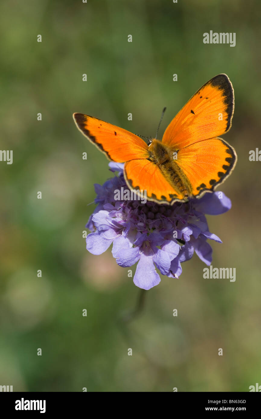 Scarsità di rame (farfalla Lycaena virgaureae) Foto Stock