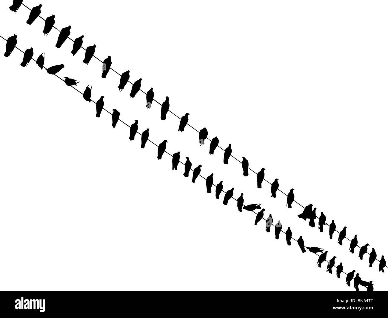 Gli uccelli seduti sui fili (isolato su bianco ad alta risoluzione) Foto Stock