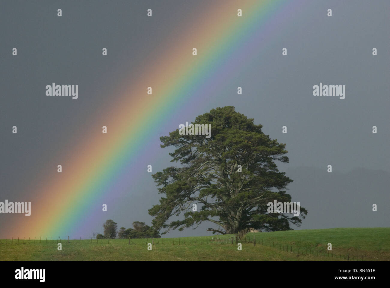 Rainbow su Marocarpa tree, Eketahuna, Tararua District, Isola del nord, Nuova Zelanda Foto Stock