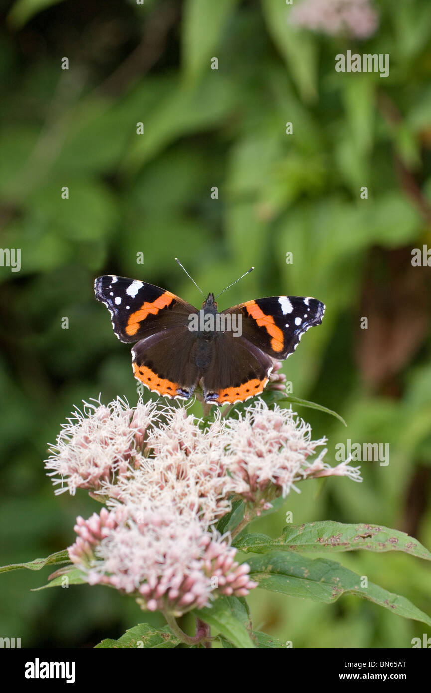 Red admiral (Vanessa Atalanta) Foto Stock
