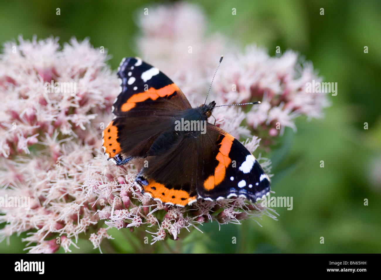 Red admiral (Vanessa Atalanta) Foto Stock