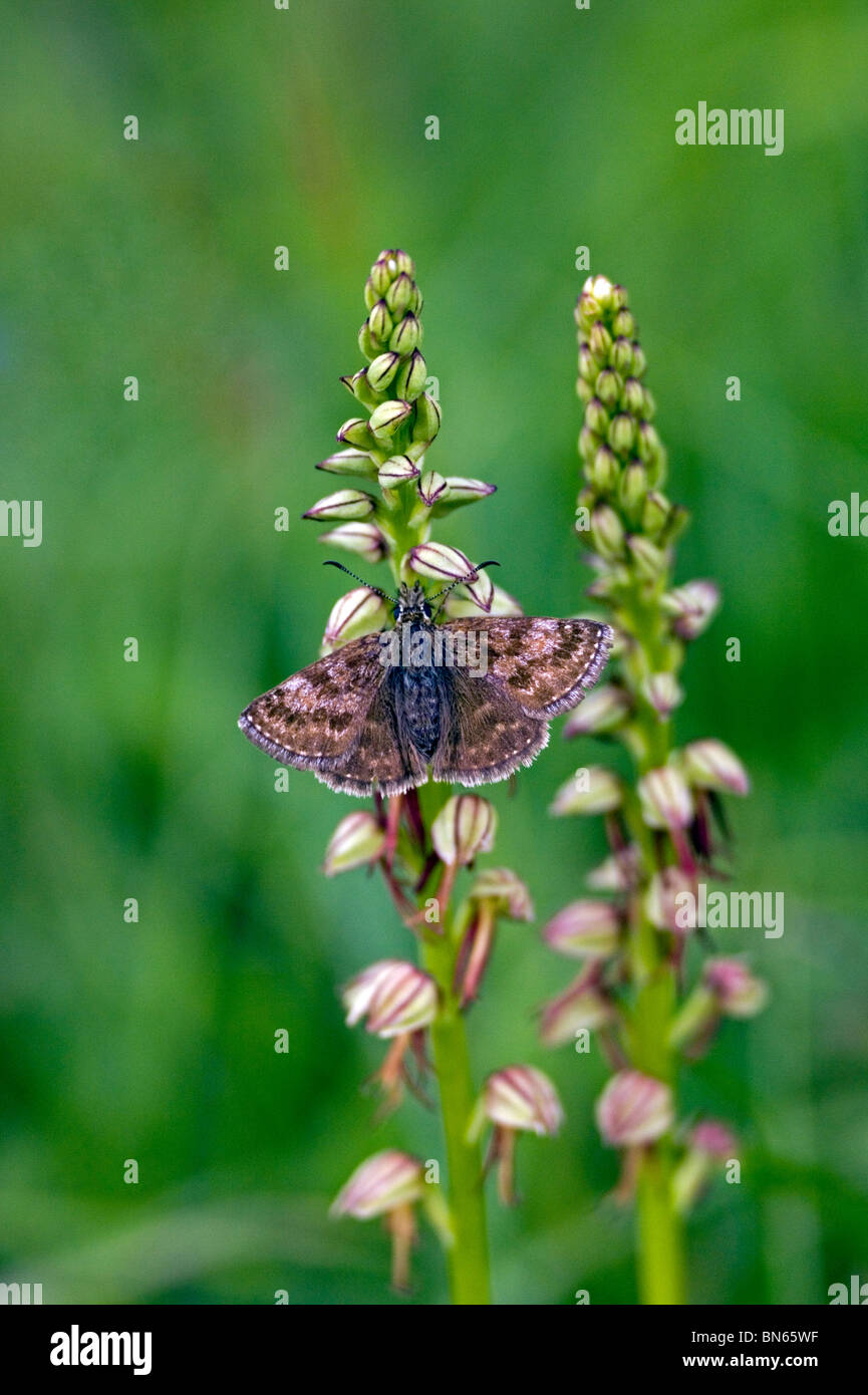 Squallido skipper (Erynnis tages) sull'uomo orchidea (Orchis anthropophora) Foto Stock