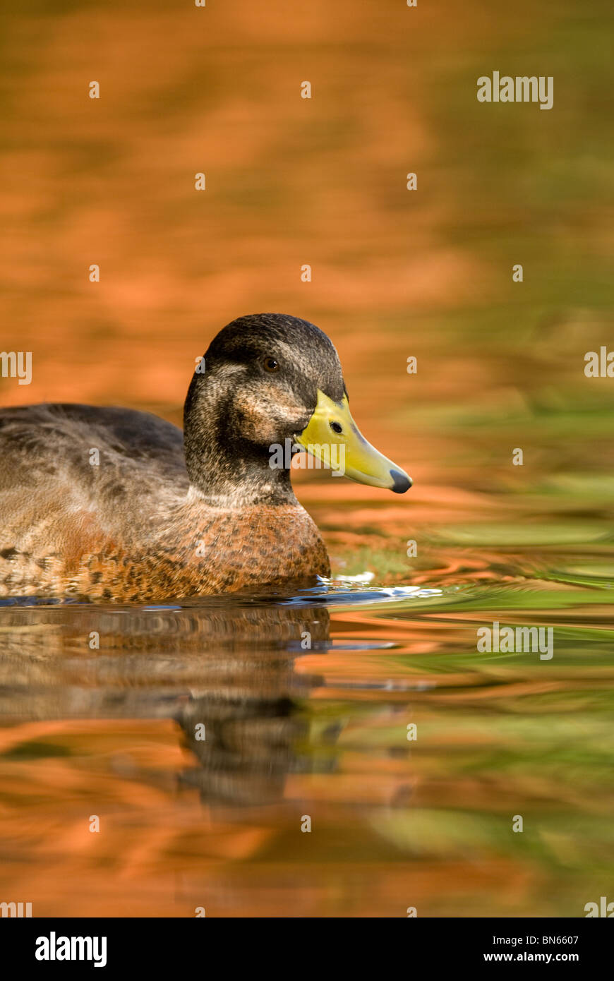 Maschio di germano reale Anas platyrhynchos nuoto Foto Stock