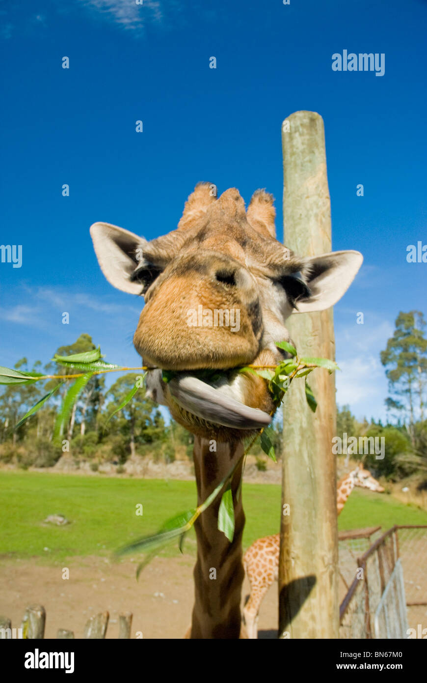 Giraffa Rothschild, Giraffa camelopardalis rothschildi, captive adulto, Christchurch, Nuova Zelanda Foto Stock